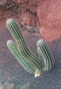 Cactus Garden - Lanzarote